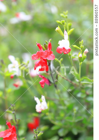 盛開的櫻花鼠尾草（紅白熱唇） 88960557