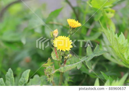Common sowthistle with yellow flowers Common sowthistle with yellow flowers 88960637