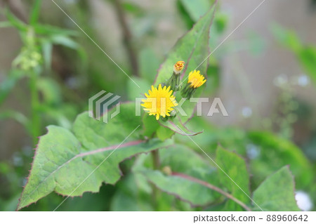 Common sowthistle with yellow flowers Common sowthistle with yellow flowers 88960642