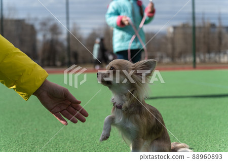 A woman extends her hand to a Chihuahua dog. The pet sits on the green surface of the sports field. Her five-year-old daughter stands in the background with a leash in her hands. Family 88960893