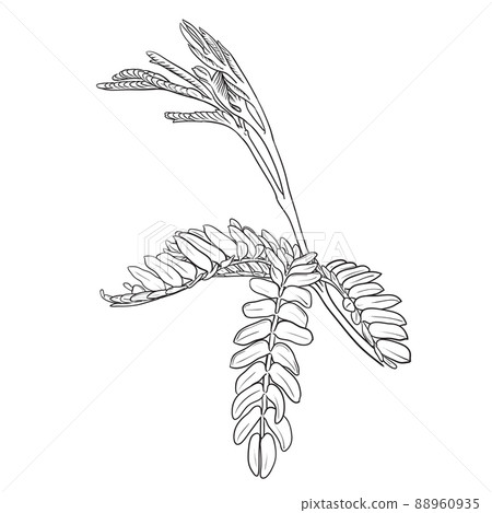 leucaena leucocephala draw leucaena leucocephala draw 88960935