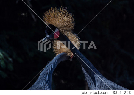 Beautiful bird, two Grey Crowned Crane with blue eye and red wattle, head profile against a dark Beautiful bird, two Grey Crowned Crane with blue eye and red wattle, head profile against a dark 88961208