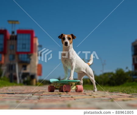 Jack russell terrier dog rides a penny board outdoors. Jack russell terrier dog rides a penny board outdoors. 88961805