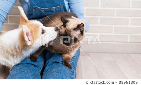 A woman is holding a Thai cat and a Welsh Corgi puppy. 88961809