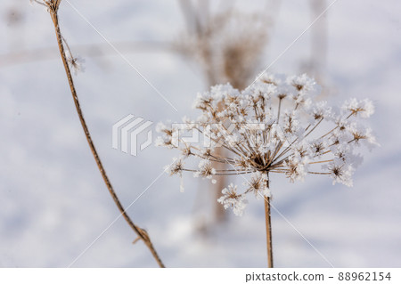 Beautiful dried flower covered with snow outdoor in winter, close up, selected focus. 88962154