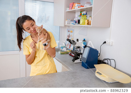 Veterinary checking of little kitten at doctor office Veterinary checking of little kitten at doctor office 88962329