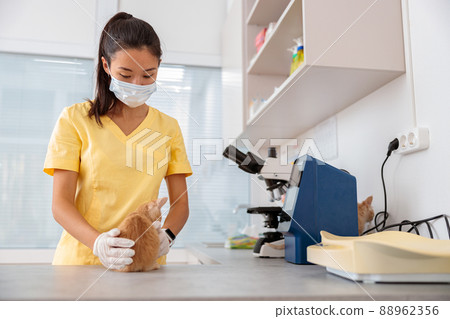 Photo of baby cat examining in vet clinic 88962356