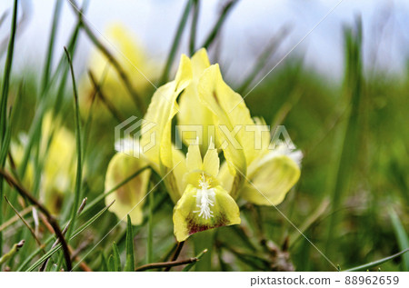 Wild yallow irises that grow in spring in the Caucasus mountains near the sea 88962659