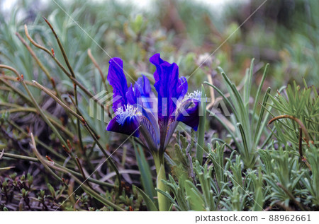 Wild purple irises that grow in spring in the Caucasus mountains near the sea Wild purple irises that grow in spring in the Caucasus mountains near the sea 88962661