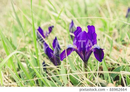 Wild purple irises that grow in spring in the Caucasus mountains near the sea Wild purple irises that grow in spring in the Caucasus mountains near the sea 88962664