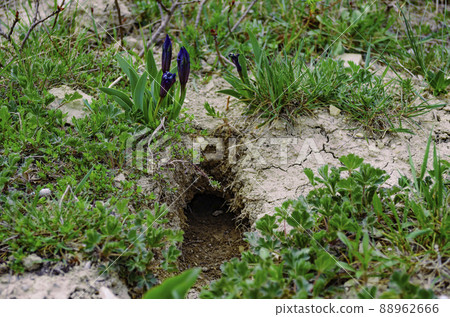 The animal's burrow in the grass. Wild purple irises bloom over the burrow The animal's burrow in the grass. Wild purple irises bloom over the burrow 88962666