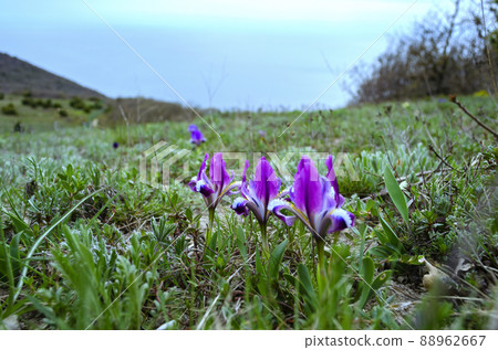 Wild purple irises that grow in spring in the Caucasus mountains near the sea Wild purple irises that grow in spring in the Caucasus mountains near the sea 88962667
