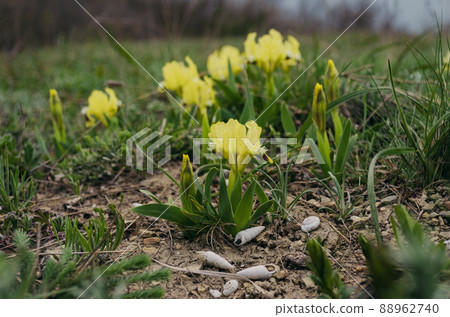 Wild yallow irises that grow in spring in the Caucasus mountains near the sea 88962740