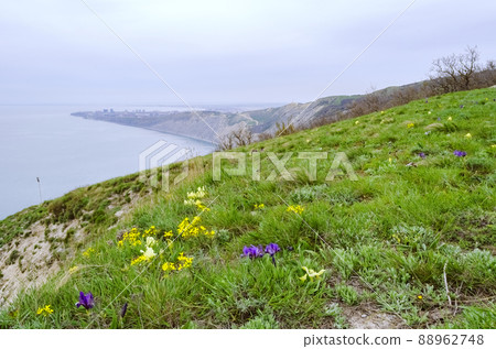 Wild purple and yellow irises that grow in spring in the Caucasus mountains near the sea 88962748