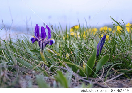 Wild purple and yellow irises that grow in spring in the Caucasus mountains near the sea Wild purple and yellow irises that grow in spring in the Caucasus mountains near the sea 88962749