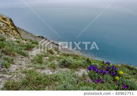 Wild purple irises that grow in spring in the Caucasus mountains near the sea Wild purple irises that grow in spring in the Caucasus mountains near the sea 88962751