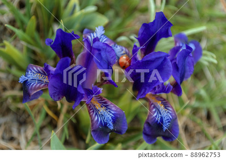 Wild purple irises that grow in spring in the Caucasus mountains near the sea Wild purple irises that grow in spring in the Caucasus mountains near the sea 88962753