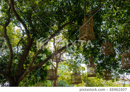 A lot of wooden birdcages is hanging on the branch of the large tree. A lot of wooden birdcages is hanging on the branch of the large tree. 88962807