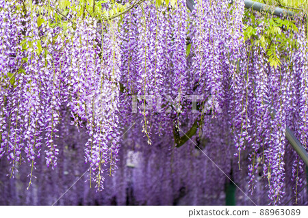 The wisteria of Nishikanta Shrine The wisteria of Nishikanta Shrine 88963089