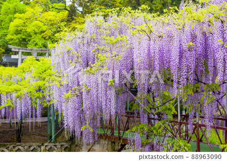 Nishikanta神社的紫藤 Nishikanta神社的紫藤 88963090