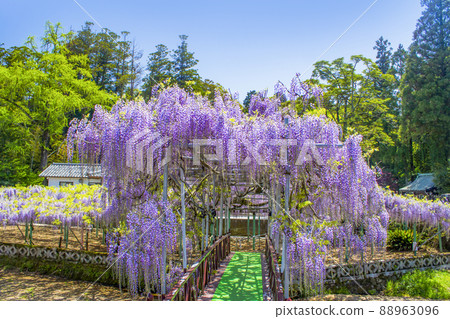 The wisteria of Nishikanta Shrine The wisteria of Nishikanta Shrine 88963096