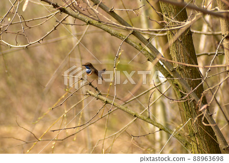 Bird Varacushka Luscinia svecica sings sitting on a branch. Bird Varacushka Luscinia svecica sings sitting on a branch. 88963698