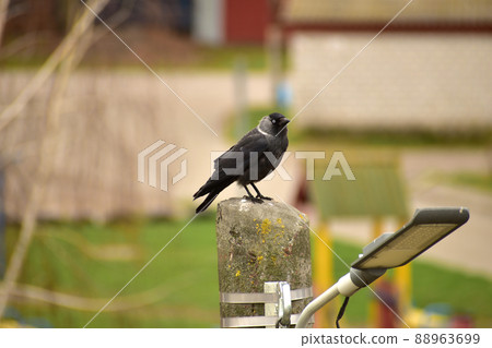 Tank bird sits on an electric support. Tank bird sits on an electric support. 88963699