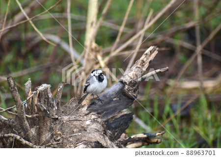 Gray shaking alone on a hemp tree sits. Gray shaking alone on a hemp tree sits. 88963701