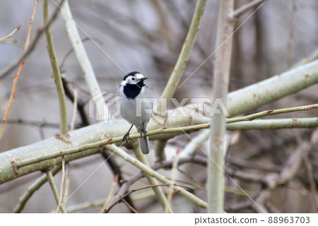 Gray wagtail on a tree branch sits. Gray wagtail on a tree branch sits. 88963703