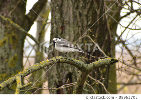 Gray wagtail on a tree branch sits. 88963705