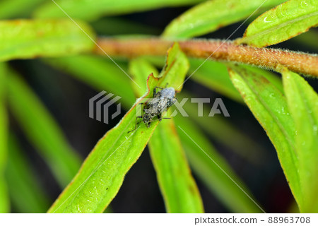 A flies covered with drops of dew sitting on a sheet. A flies covered with drops of dew sitting on a sheet. 88963708