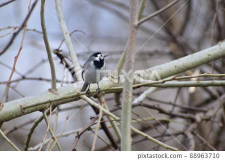 Gray wagtail with dark breasts on a tree branch sits. Gray wagtail with dark breasts on a tree branch sits. 88963710