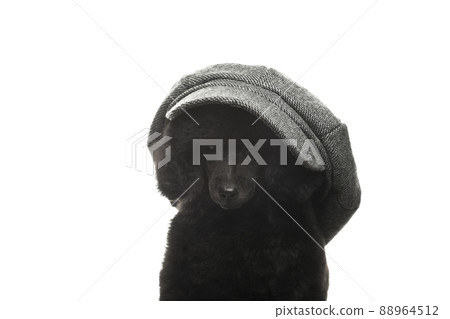 image of dog cap white background image of dog cap white background 88964512