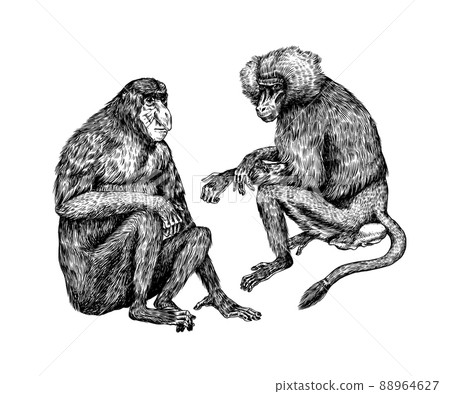Yellow baboon and Proboscis monkey or long nosed animal in vintage style. Hand drawn engraved sketch Yellow baboon and Proboscis monkey or long nosed animal in vintage style. Hand drawn engraved sketch 88964627