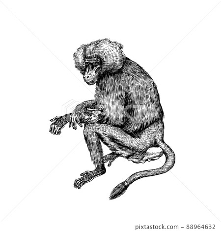 Yellow baboon in vintage style. The wild monkey is sitting. Hand drawn engraved sketch in woodcut Yellow baboon in vintage style. The wild monkey is sitting. Hand drawn engraved sketch in woodcut 88964632