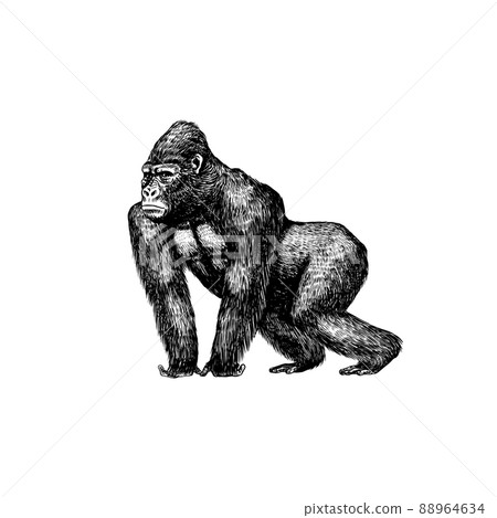 Western gorilla is crawling in vintage style. Giant monkey. Hand drawn engraved sketch in woodcut Western gorilla is crawling in vintage style. Giant monkey. Hand drawn engraved sketch in woodcut 88964634
