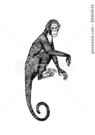 Colombian white faced capuchin or Rhesus macaque. Monkey in vintage style. Hand drawn engraved Colombian white faced capuchin or Rhesus macaque. Monkey in vintage style. Hand drawn engraved 88964638