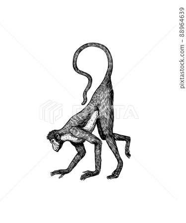Colombian white faced capuchin or Rhesus macaque is crawling.. Monkey in vintage style. Hand drawn Colombian white faced capuchin or Rhesus macaque is crawling.. Monkey in vintage style. Hand drawn 88964639