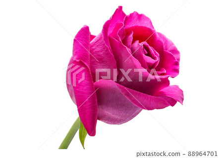 Pink rose isolated on white. Pink rose isolated on white. 88964701
