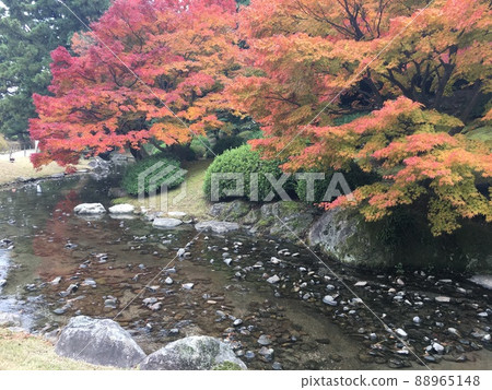 代表日本的大名庭園栗林庭園的紅葉 88965148