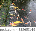 栗林庭園的落葉和鯉魚 88965149