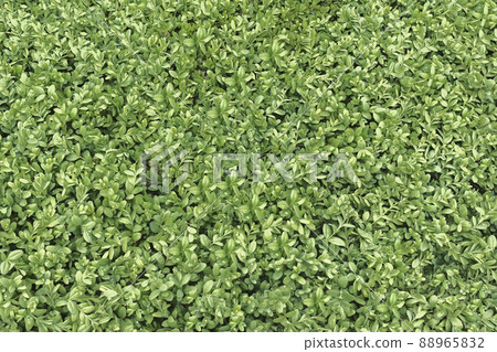 Background of small green leaves. Background of small green leaves. 88965832