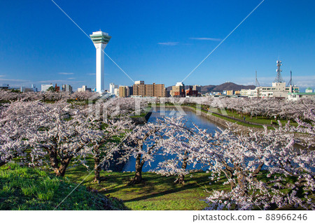 Sakura and Goryokaku Tower at Goryokaku Park Sakura and Goryokaku Tower at Goryokaku Park 88966246