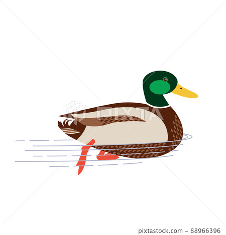 Mallard male duck simple flat color vector icon Mallard male duck simple flat color vector icon 88966396