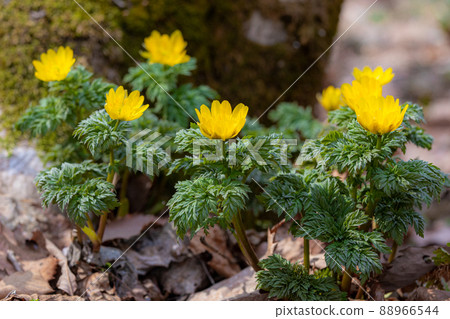 Adonis ramosa that grows naturally in the mountains Adonis ramosa that grows naturally in the mountains 88966544