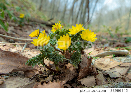 Adonis ramosa that grows naturally in the mountains Adonis ramosa that grows naturally in the mountains 88966545