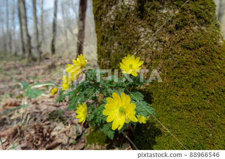 Adonis ramosa that grows naturally in the mountains Adonis ramosa that grows naturally in the mountains 88966546