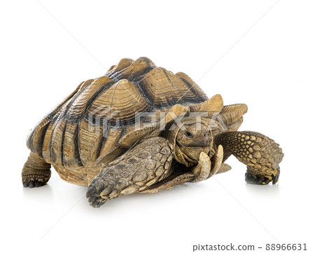 African spurred tortoise in studio African spurred tortoise in studio 88966631
