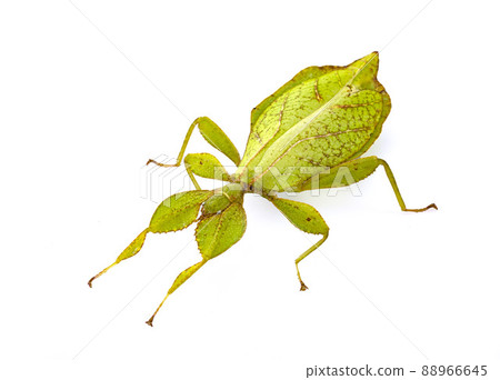 stick insect in studio stick insect in studio 88966645