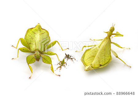 stick insect in studio 88966648